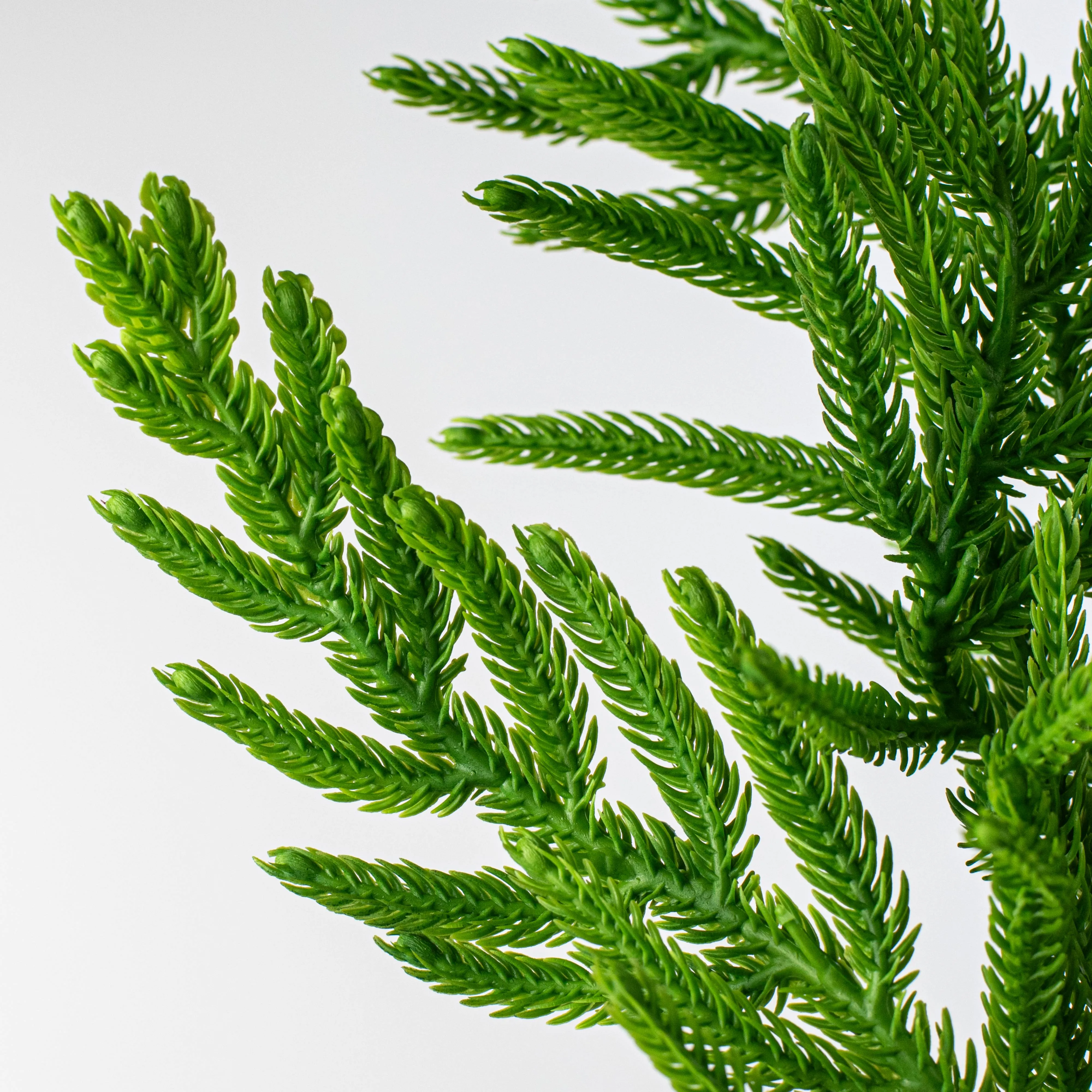 28" Norfolk Pine Spray: Green